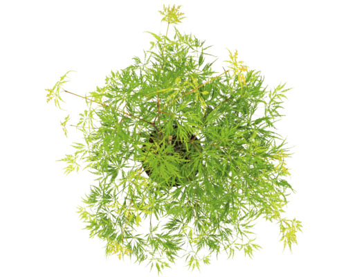 Japanischer Ahorn im Topf mit grünen Blättern, Draufsicht.