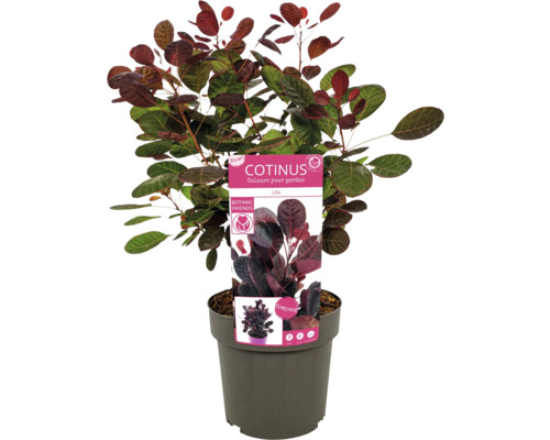Cotinus en pot avec étiquette de plante