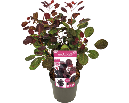 Arbre à perruque en pot