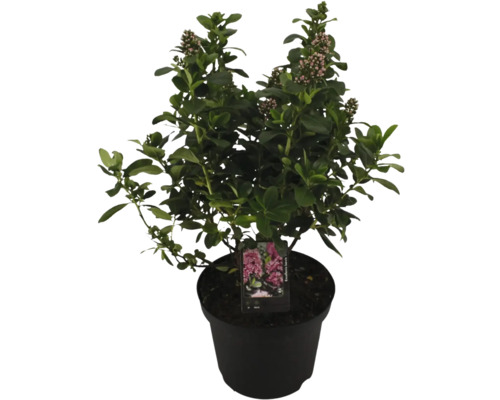 Arbuste andin 'Pink Elle' FloraSelf Escallonia ‘Pink Elle‘ H 20-20 cm Co 2 L Arbuste en pot avec feuilles et boutons floraux