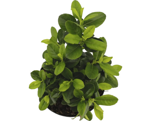 Immergrüner Spindelstrauch im Topf mit grünen Blättern.