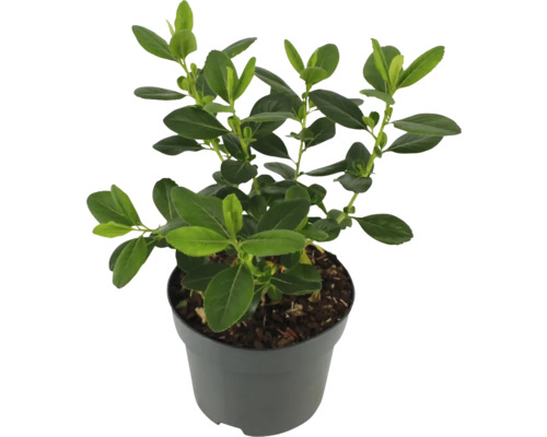 Im Topf gezogener Buchsbaum mit grünen Blättern.