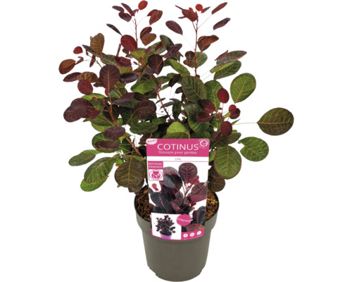 Arbre à perruque en pot