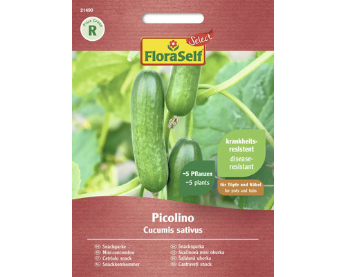 Mini-concombre Picolino FloraSelf Select F1 hybride graines de légumes