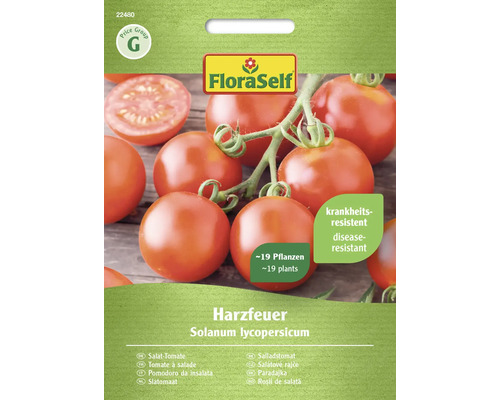 Tomate pour salade Harzfeuer FloraSelf F1 hybride graines de légumes