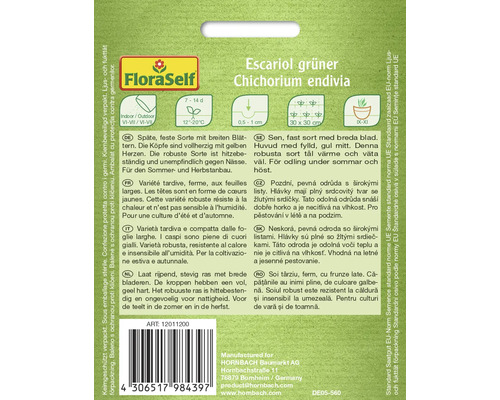 Paquet de graines d''endive scarole verte