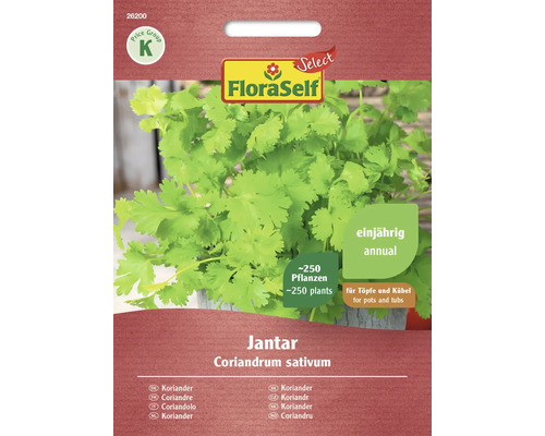 Coriandre Jantar FloraSelf Select graines fixées graines de fines herbes