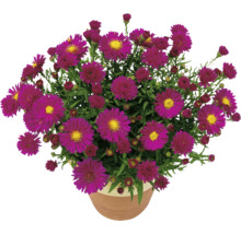 Aster d''automne dans un pot de fleurs