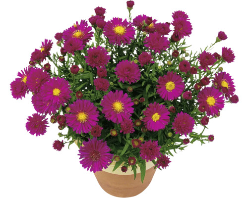 Aster d''automne dans un pot de fleurs