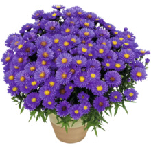 Pot avec fleurs d''aster violettes.