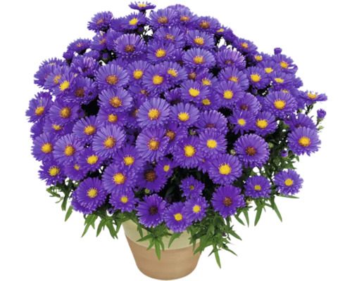 Pot avec fleurs d''aster violettes.