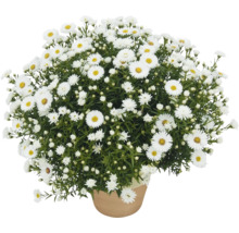 Pot avec des asters d''automne blancs et touffus