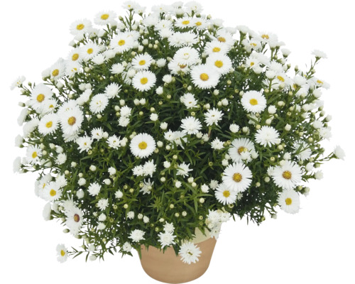 Pot avec des asters d''automne blancs et touffus