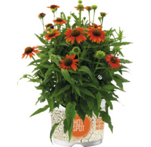 Plante de rudbeckie dans un pot