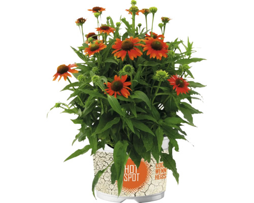 Plante de rudbeckie dans un pot