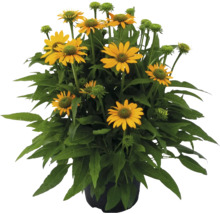 Rudbeckie jaune dans un pot