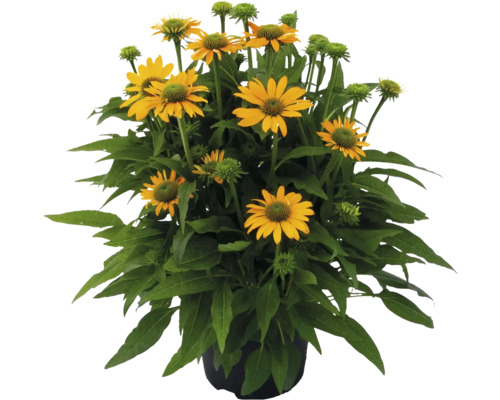 Rudbeckie jaune dans un pot