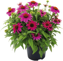 Rudbeckie dans un pot avec des fleurs magenta