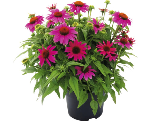 Rudbeckie dans un pot avec des fleurs magenta