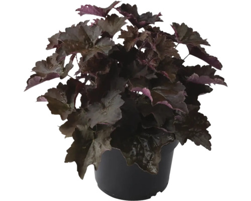 Purpurglöckchen im Topf