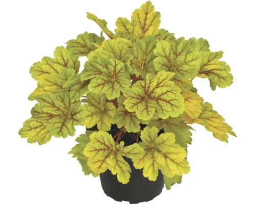 Heuchera Pflanze im Topf