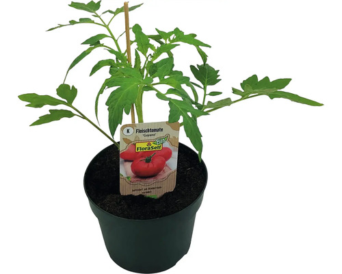 Tomate charnue BIO greffée FloraSelf pot Ø 13 cm diff. variétés