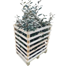 Olivier de Bohême dans une cage en bois sur une palette