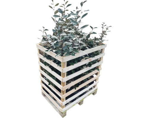 Olivier de Bohême dans une cage en bois sur une palette