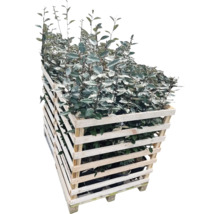 Plantes chalef dans un conteneur en bois