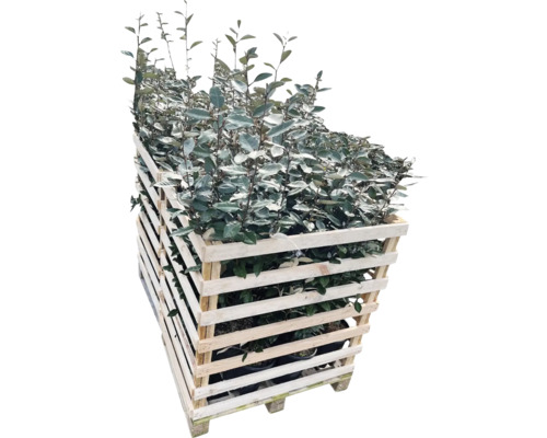 Plantes chalef dans un conteneur en bois