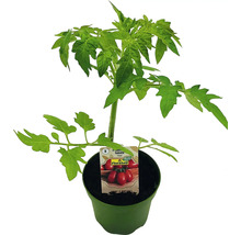 Jeune plant de tomate en pot