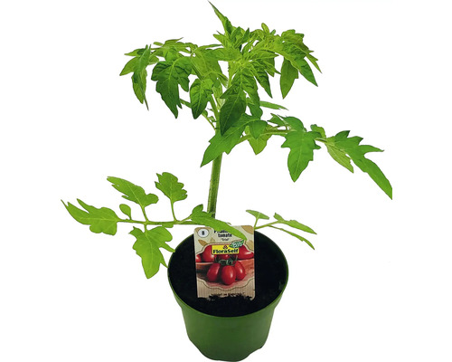 Tomate FloraSelf Bio Lycopersicum esculentum var. Esculentum pot Ø 9 cm