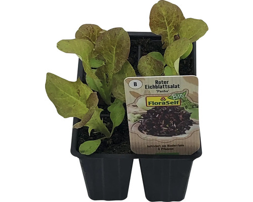 Laitue feuille de chêne FloraSelf Bio Letuca sativa 'Piro' pot Ø 6 cm 6 plants Laitue feuille de chêne rouge en pot de culture