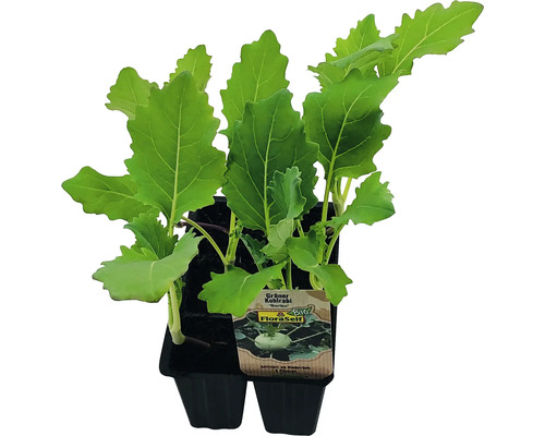 Chou-rave vert FloraSelf Bio Brassica oleracea pot Ø 6 cm lot de 6