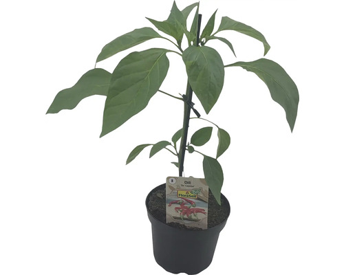 Chili FloraSelf Bio Capsicum annuum 'Cayenne' pot Ø 9 cm