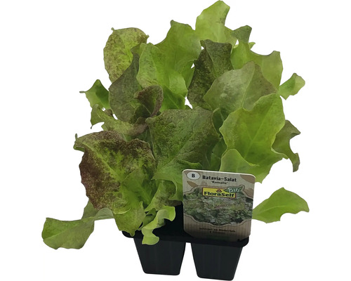 Salade Batavia FloraSelf Bio Letuca sativa pot Ø 6 cm lot de 6