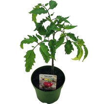 Tomate FloraSelf Bio Lycopersicum esculentum var. esculentum 'San Marzano' pot Ø 9 cm-thumb-0