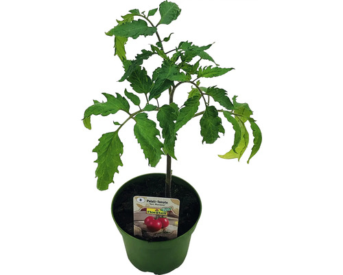 Tomate FloraSelf Bio Lycopersicum esculentum var. esculentum 'San Marzano' pot Ø 9 cm-0