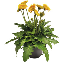 Gelbe Gerbera im Topf