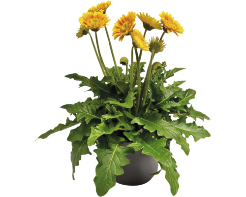 Gerbera Garvinea® Sweet Blaze FloraSelf Ø 23 cm Topf, Gartengerbera mit Gänseblümchen-ähnlichen Blüten, 35 Jahre FloraSelf Jubiläums Edition Gelbe Gerbera im Topf