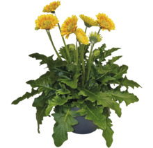 Gelbe Gerbera im Topf