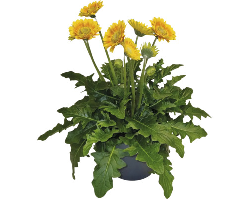 Gelbe Gerbera im Topf
