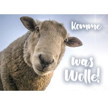 Nahaufnahme eines Schafes mit dem Text ''Komme was Wolle!''