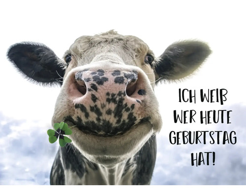 Carte postale Ich weiß wer heute Geburtstag hat! Vache avec trèfle 14,8x10,5 cm