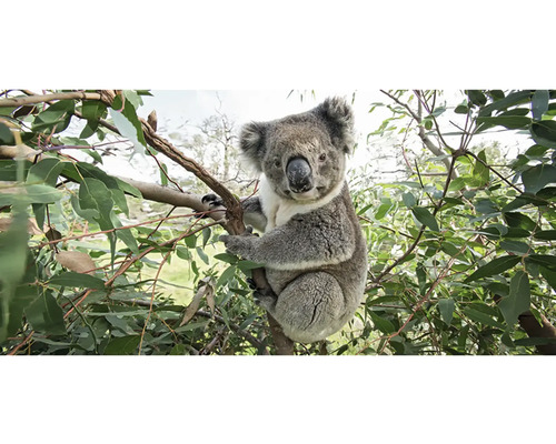 Postkarte GEO XXL Koala 23x11 cm