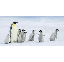 Eine Gruppe Kaiserpinguine steht in einer verschneiten Landschaft.