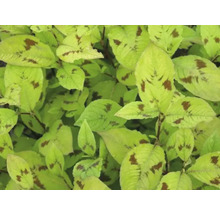Gros plan sur la renouée du Japon avec des feuilles tachetées