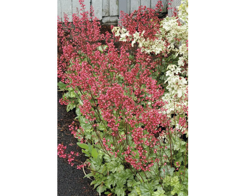 Heuchère FloraSelf Heuchera 'Paris' Co 0,5 l