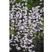 Photographie d''une plante de galane à nombreuses petites fleurs en forme de cloche