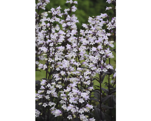 Penstemon digitalis FloraSelf 'Onyx and Pearls' Co 0,5 l